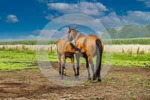 Two horses, a mare with breast milk drinking foal in a green pasture