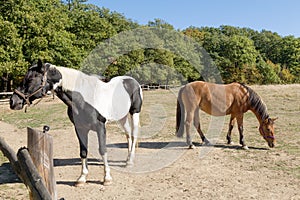 Two horses in a meadow