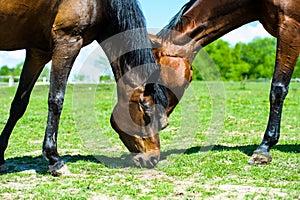 two horses in the meadow