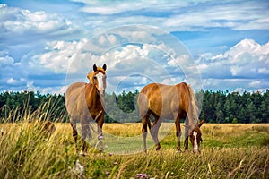 Two horses on the meadow