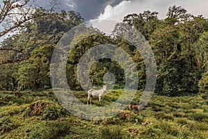 two horses in the middle of the tropical cloud forest on a cloudy day on the slopes of the Turrialba Volcano