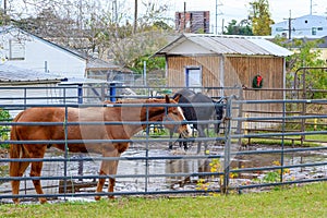 Two Horses in a Muddy Corral on the Edge of Town