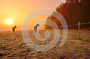 Two horses near by forest during wonderful misty sunrise in november