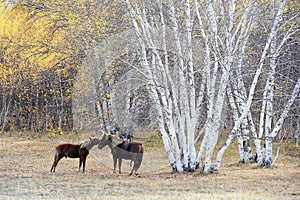 Two horses necking beside birch woods in autumn