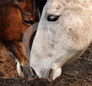 Two Horses Nuzzling