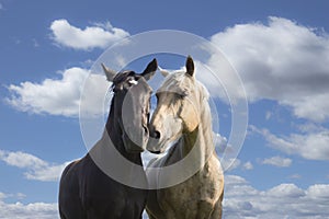 Two horses nuzzling against a blue sky with white clouds