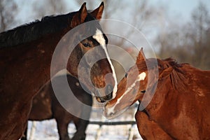 Two horses nuzzling each other