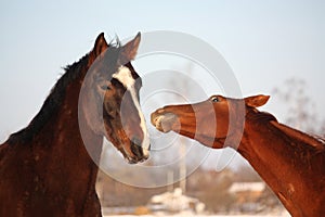 Two horses nuzzling each other