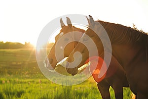 two horses nuzzling in a green field, bright sunlight behind them