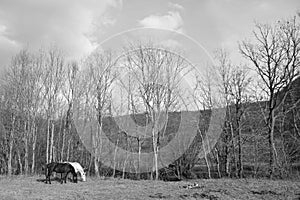 Two horses one white one black grazing on an open meadow