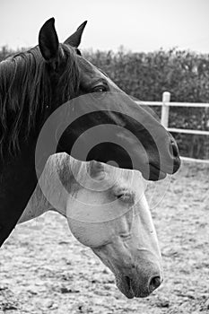 Two horses, one white and one black, playing, eating and having fun together. Horses of different colors in the wild.