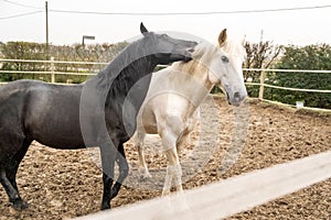 Two horses, one white and one black, playing, eating and having fun together. Horses of different colors in the wild.