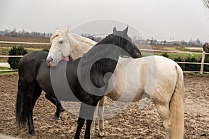 Two horses, one white and one black, playing, eating and having fun together.