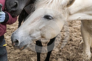 Two horses, one white and one black, playing, eating and having fun together.