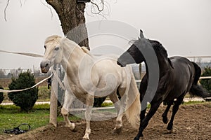 Two horses, one white and one black, playing, eating and having fun together. Horses of different colors in the wild.