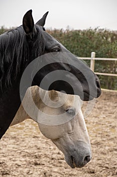 Two horses, one white and one black, playing, eating and having fun together. Horses of different colors in the wild.