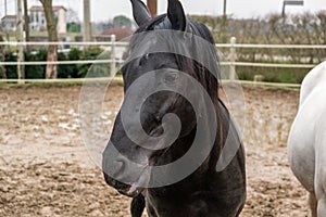 Two horses, one white and one black, playing, eating and having fun together. Horses of different colors in the wild.