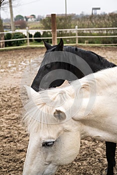 Two horses, one white and one black, playing, eating and having fun together. Horses of different colors in the wild.