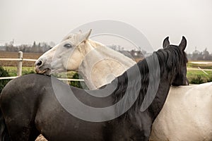 Two horses, one white and one black, playing, eating and having fun together. Horses of different colors in the wild.