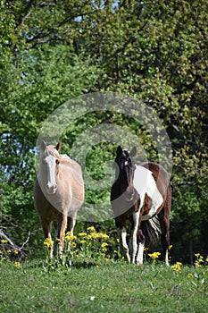 Two horses in an open field