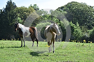 Two horses in an open field