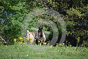 Two horses in an open field