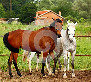 Two horses outdoor