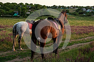 Two horses outdoor in summer happy sunset together nature