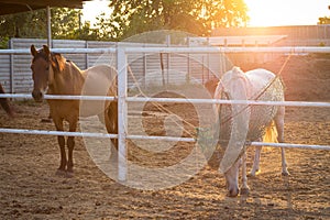 Two horses in the paddock eating hay in autumn sunlight