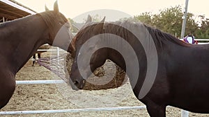 Two horses in the paddock eating hay in autumn sunlight