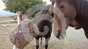 Two horses in the paddock eating hay from bale