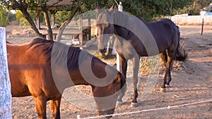 Two horses in the paddock standing in autumn sunset light