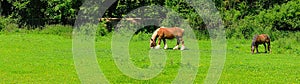 Two horses in a panoramic pasture