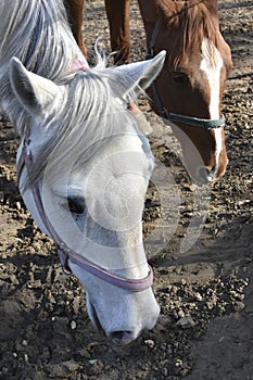 Two horses in a pasture