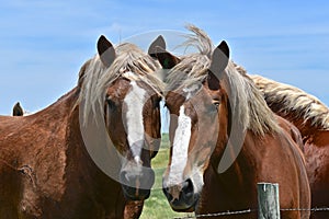 Two horses in a pasture