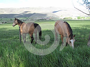 Two horses in the pasture    5
