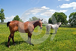 Two horses in pasture photo