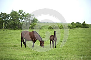 Two horses in pasture