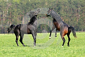 Two horses on pasture