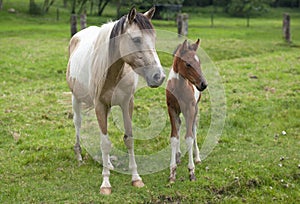 Two horses on a pasture in a farm one adulto and one young photo