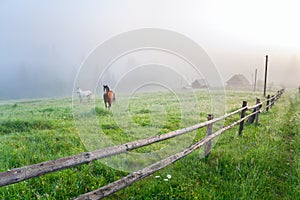 Two horses on the pasture in morning fog. Rural houses in the background.