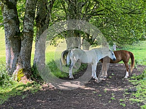 Two horses on the pasture in Ramsau am Dachstein, Austria