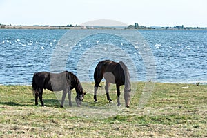 Two horses in the pasture on the shore of a lake with many swans in the water