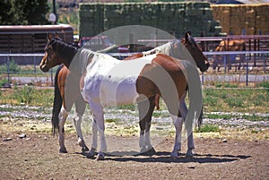 Two horses in pen, ID