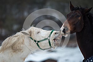 Two horses play together