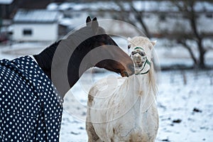 Two horses play together