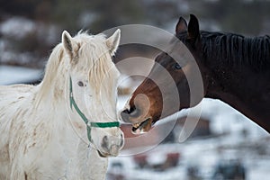 Two horses play together