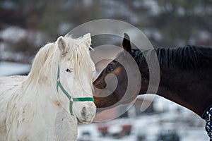 Two horses play together