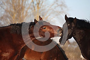 Two horses playfully fighting together
