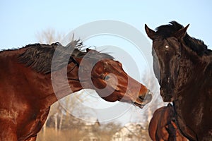 Two horses playfully fighting together